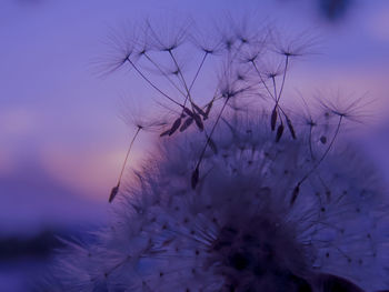 Close-up of flowers against sky