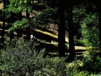 Trees in forest