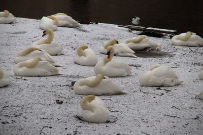 High angle view of swans