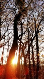 Sun shining through trees