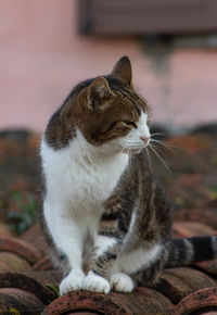 Close-up of a cat looking away