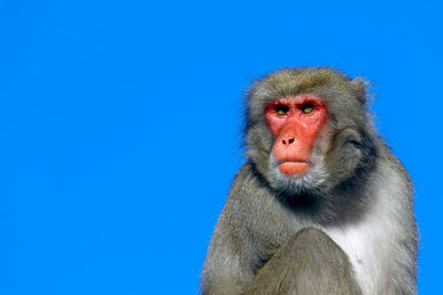 Close-up portrait of monkey against clear blue sky