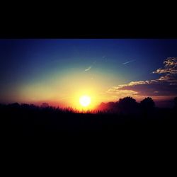 Silhouette of trees at sunset