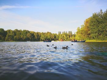 Ducks swimming in lake against sky