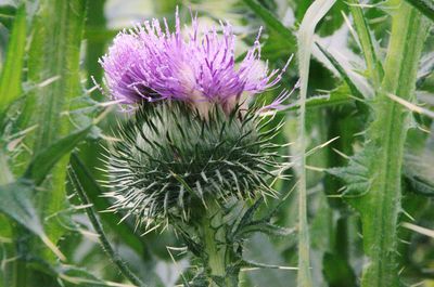 Close-up of fresh purple flower