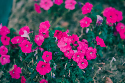 Close-up of pink flowering plants in park