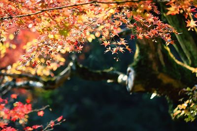 Close-up of flowers on tree