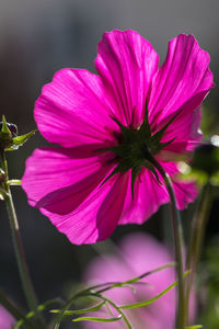 Close-up of pink flower