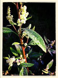 Close-up of plant