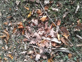 High angle view of autumn leaves on field