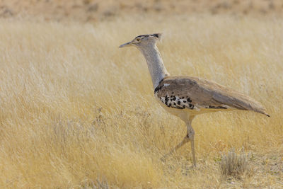 A kori bustard in the savannah of etosha, a national park of namibia