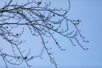 Low angle view of bare tree against sky