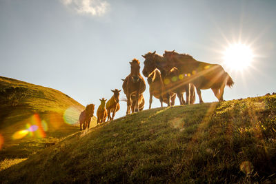 Low angle view of horses on hill against sky
