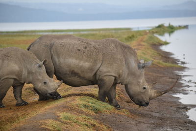 Rhino mother and baby in a lake