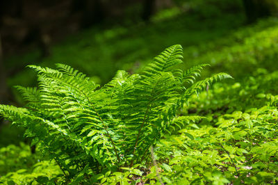 Close-up of fern leaves