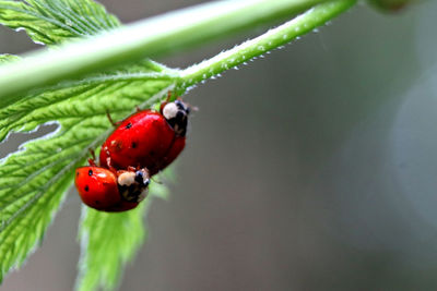Close-up of ladybugs on leaf 