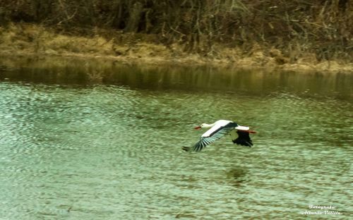 Two birds flying over lake