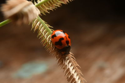 Close-up of ladybug on plant