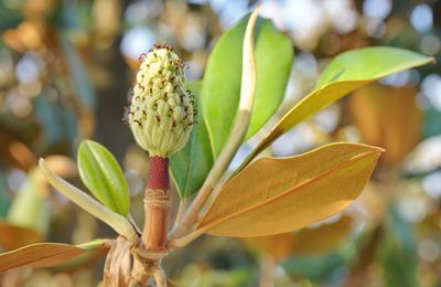 Close-up of flowering plant