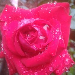 Close-up of wet red rose blooming outdoors