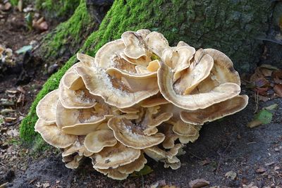 High angle view of mushrooms on field