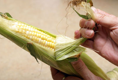 Close-up of hand holding corn