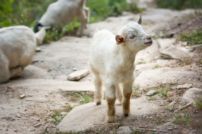 Full length of kid goat standing on rock