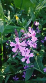 Close-up of purple flowers