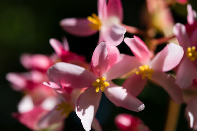 Close-up of pink flowers
