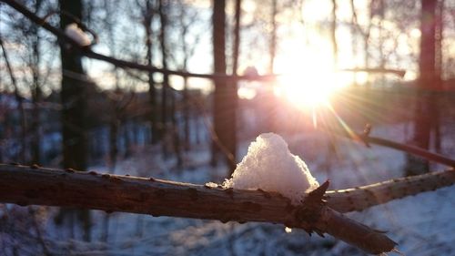 Close-up of snow covered tree