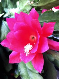 Close-up of pink flower