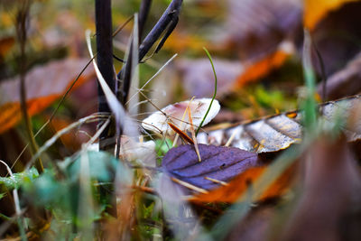 Close-up of dry leaves on land