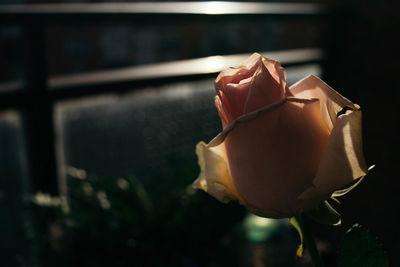 Close-up of rose against blurred background