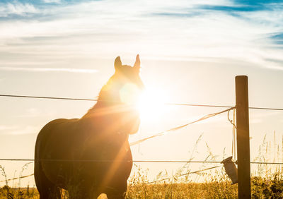 Horse on grassy field at ranch during sunny day