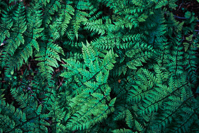 Full frame shot of pine tree