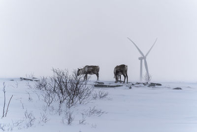 Horses on snow covered field against clear sky