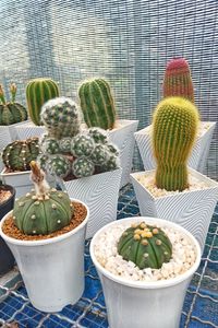 Close-up of succulent plant in pot