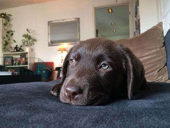 Close-up portrait of black dog at home