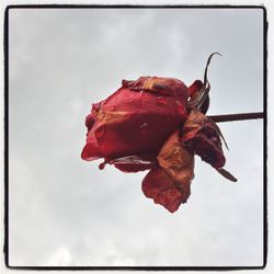 Close-up of flower against sky