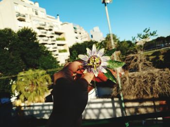 Cropped hand holding flower against building