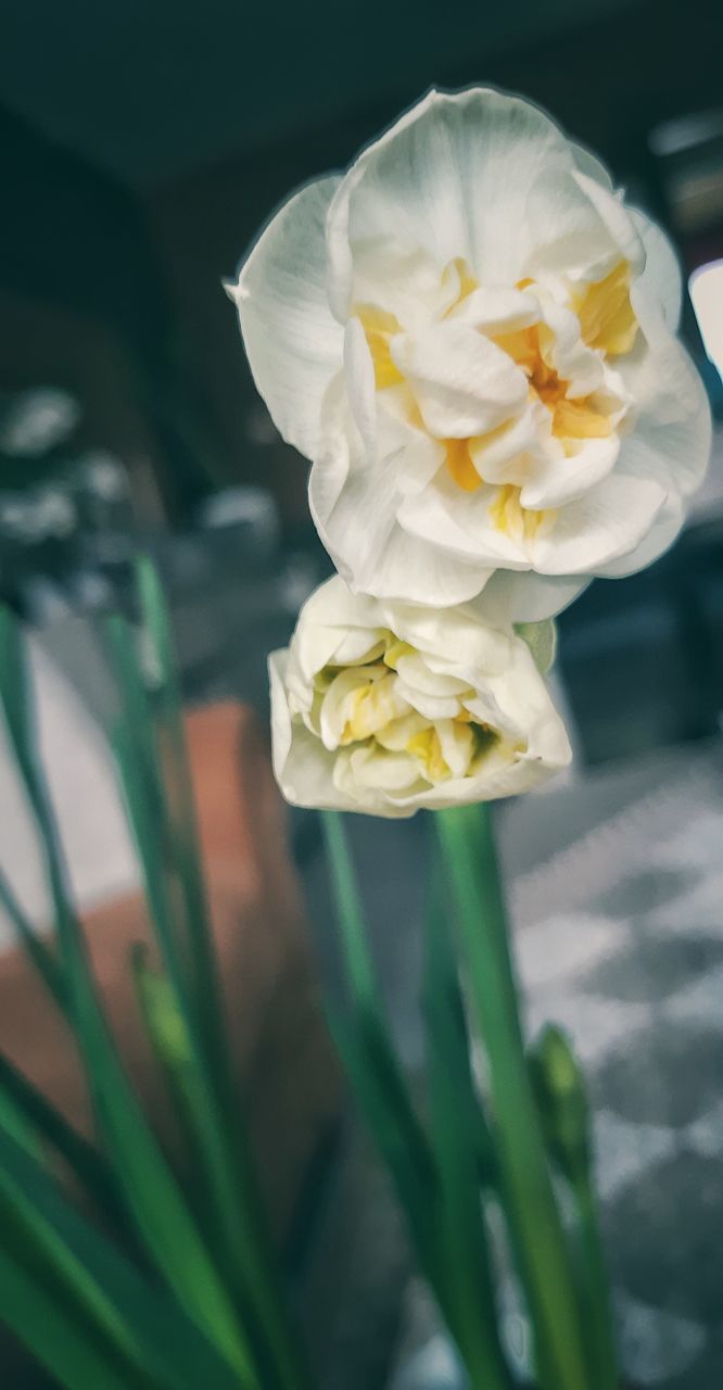 CLOSE-UP OF WHITE ROSE IN FLOWER