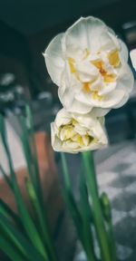 Close-up of white rose