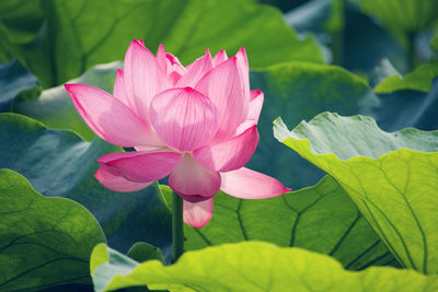 Close-up of pink lotus water lily in pond