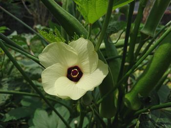 Close-up of white flowering plant