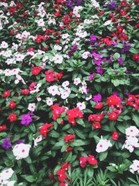 Full frame of pink flowers