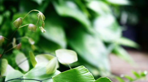 Close-up of plant