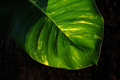 Close-up of green leaves
