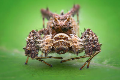 Close-up of spider