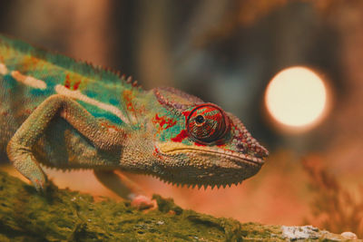 Close-up side view of a lizard