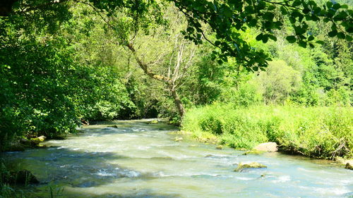 Scenic view of river amidst trees in forest